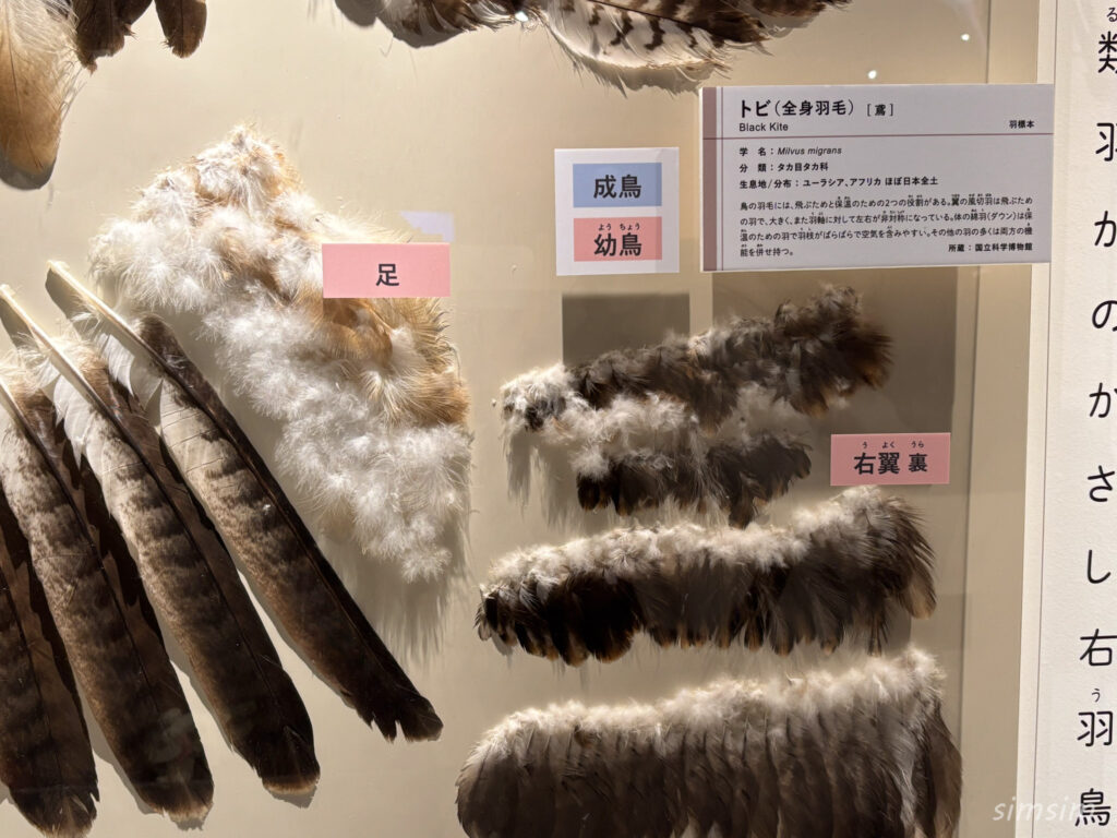 国立科学博物館　特別展「鳥」