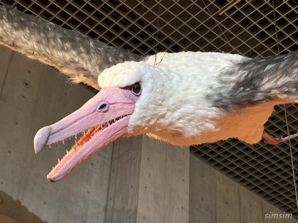 国立科学博物館　特別展「鳥」