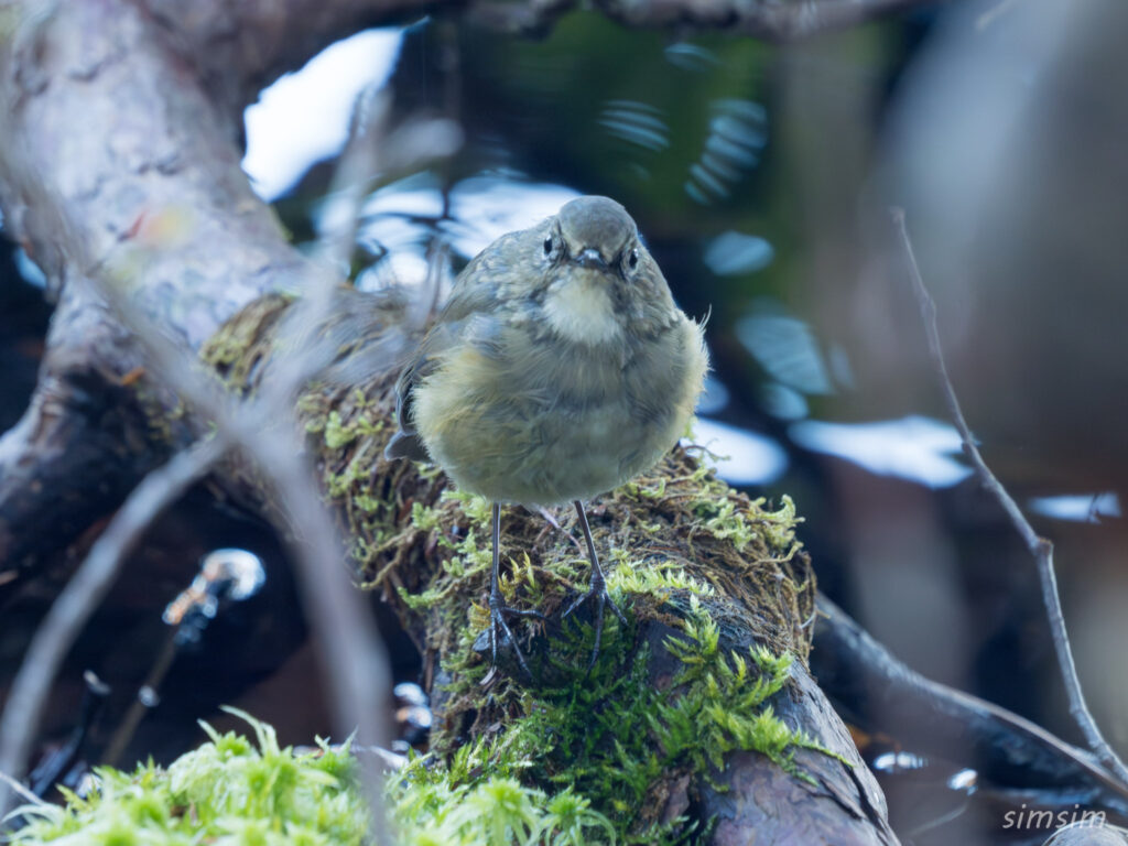 長野のお山　ルリビタキ