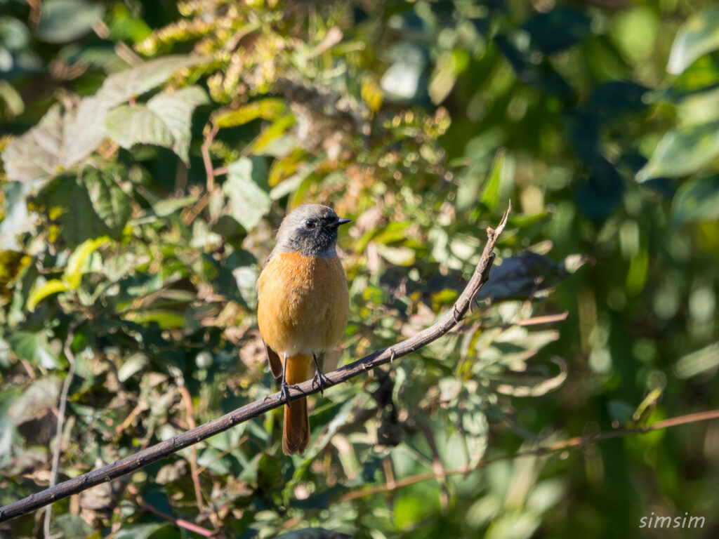 近くの公園　ジョウビタキ