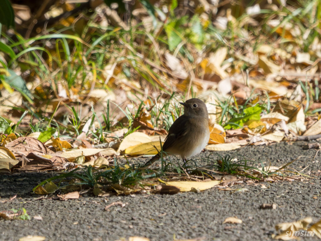 近くの公園　ジョウビタキ