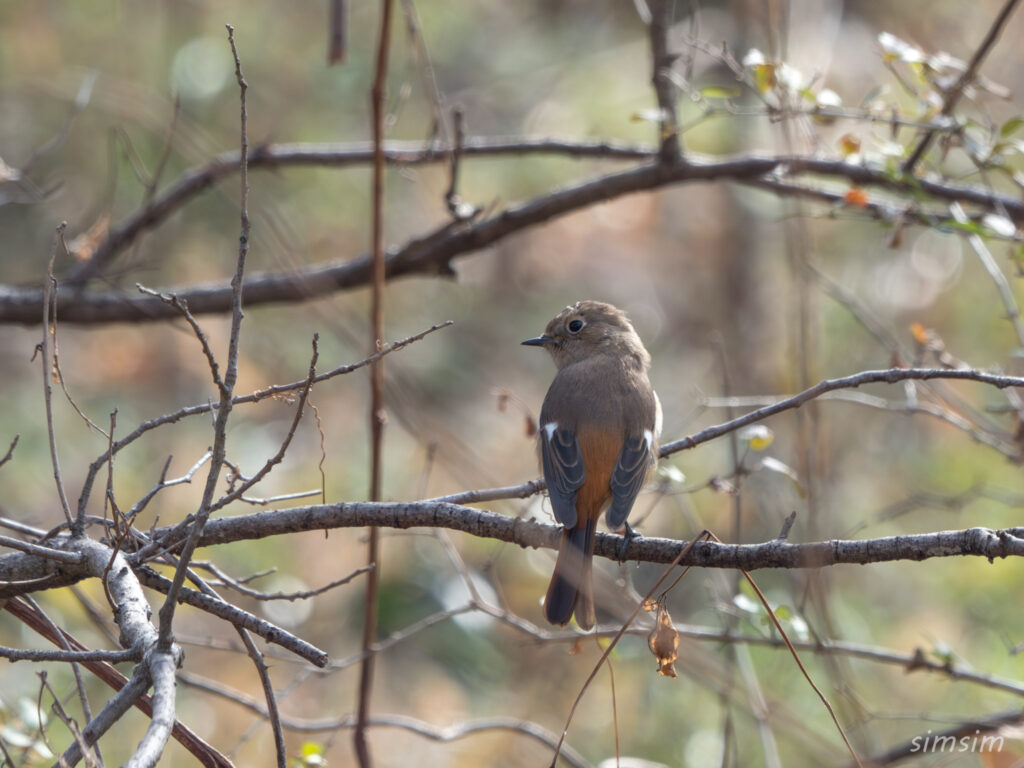 荒川大麻生公園　ジョウビタキ