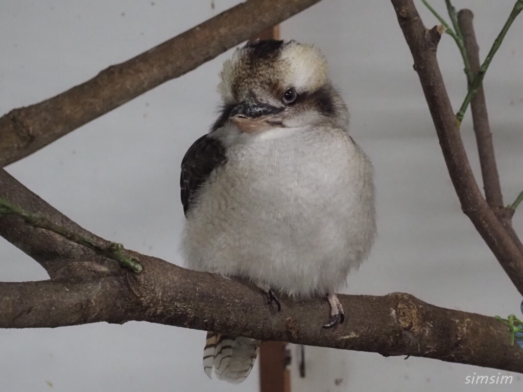 掛川花鳥園　ワライカワセミ