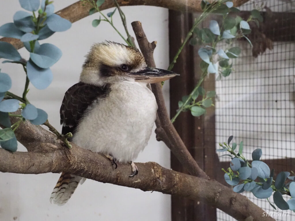 掛川花鳥園　ワライカワセミ