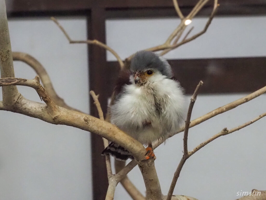 掛川花鳥園　ピグミーファルコン