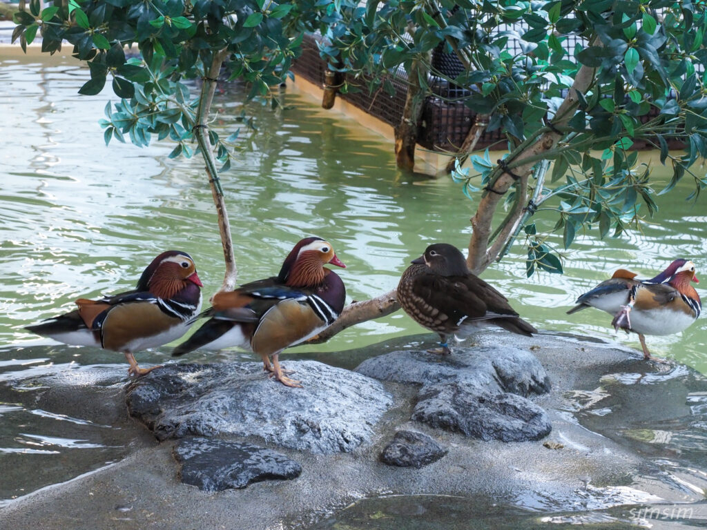 掛川花鳥園　オシドリ