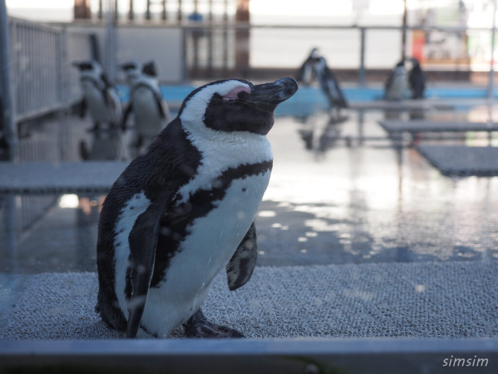 掛川花鳥園　ケープペンギン