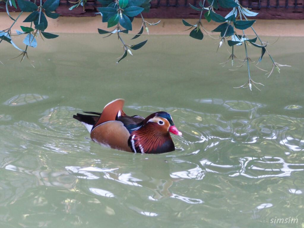 掛川花鳥園　オシドリ