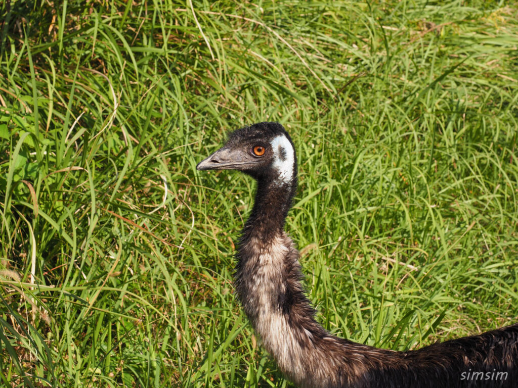 掛川花鳥園　エミュー