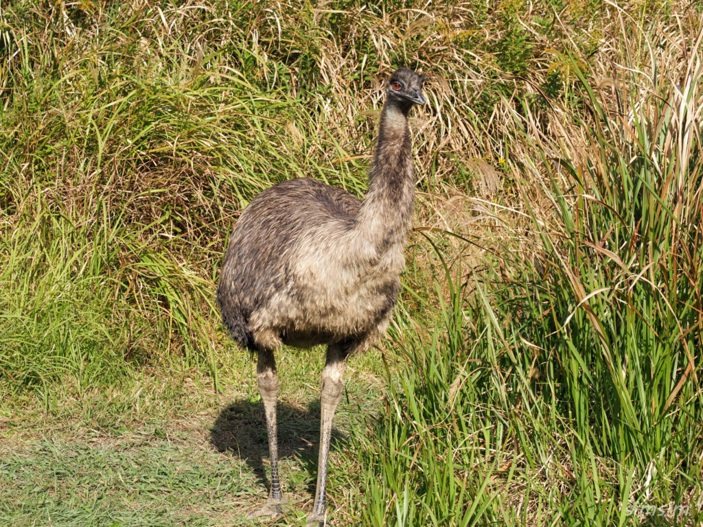 掛川花鳥園　エミュー