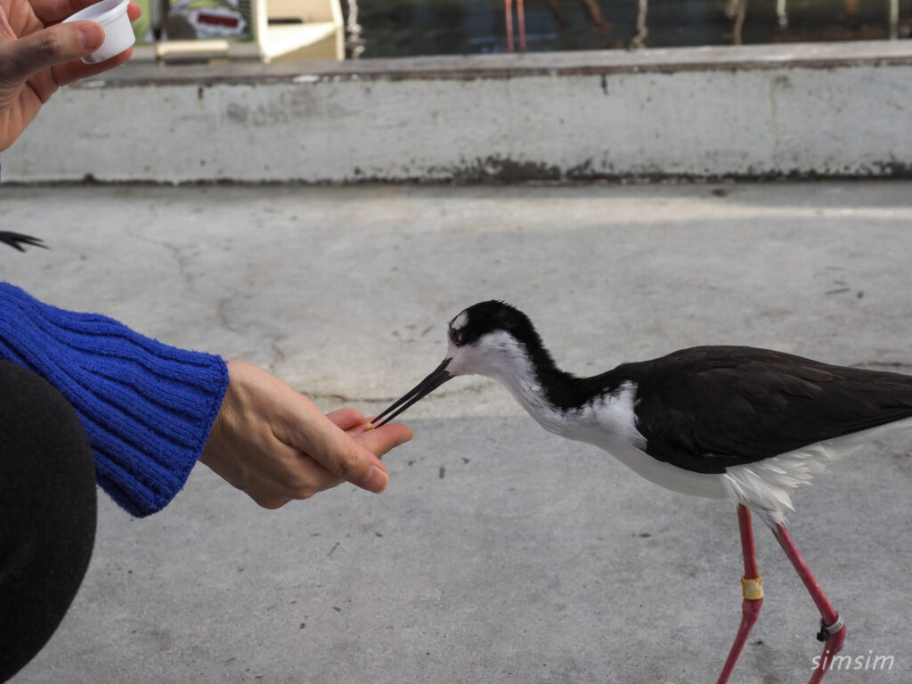 掛川花鳥園　クロエリセイタカシギ