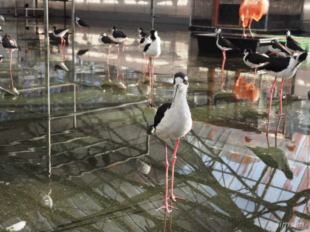 掛川花鳥園　クロエリセイタカシギ