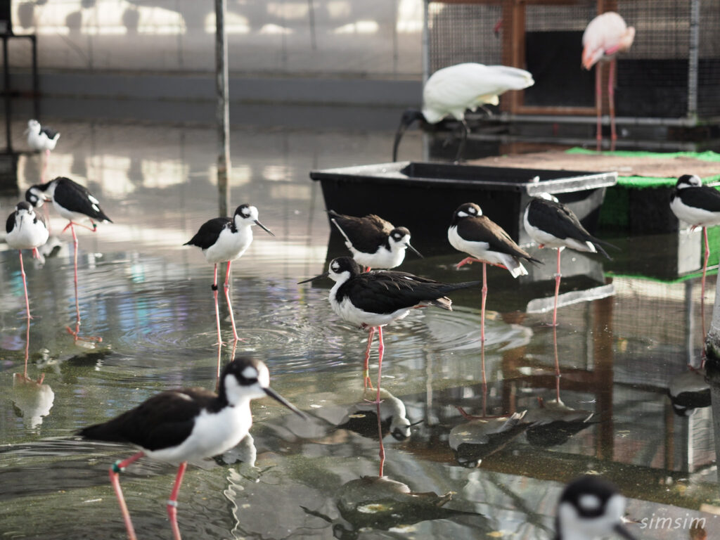 掛川花鳥園　クロエリセイタカシギ