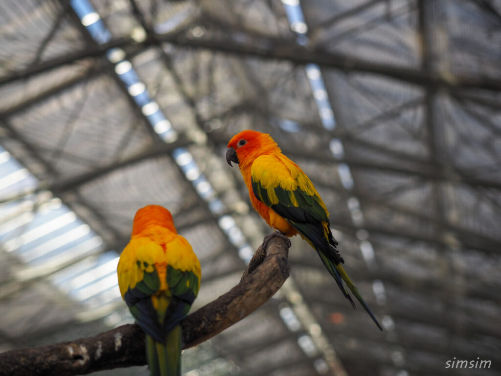 掛川花鳥園　コガネメキシコインコ