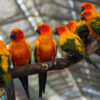 掛川花鳥園　コガネメキシコインコ