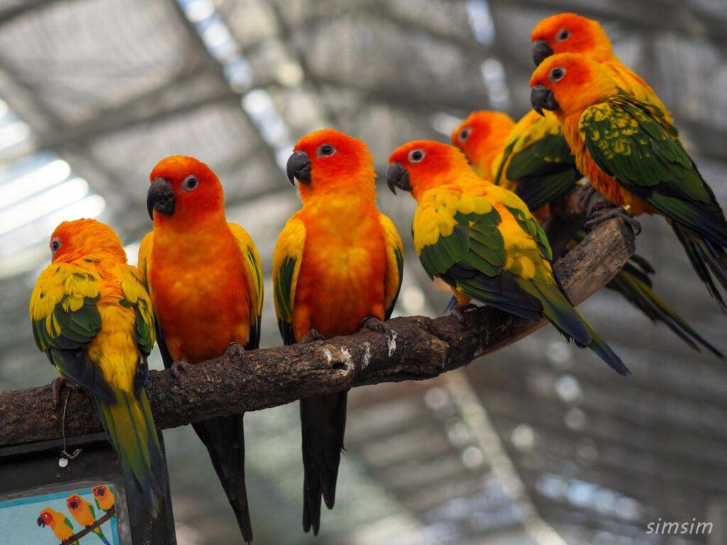 掛川花鳥園　コガネメキシコインコ