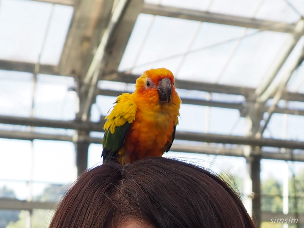 掛川花鳥園　コガネメキシコインコ