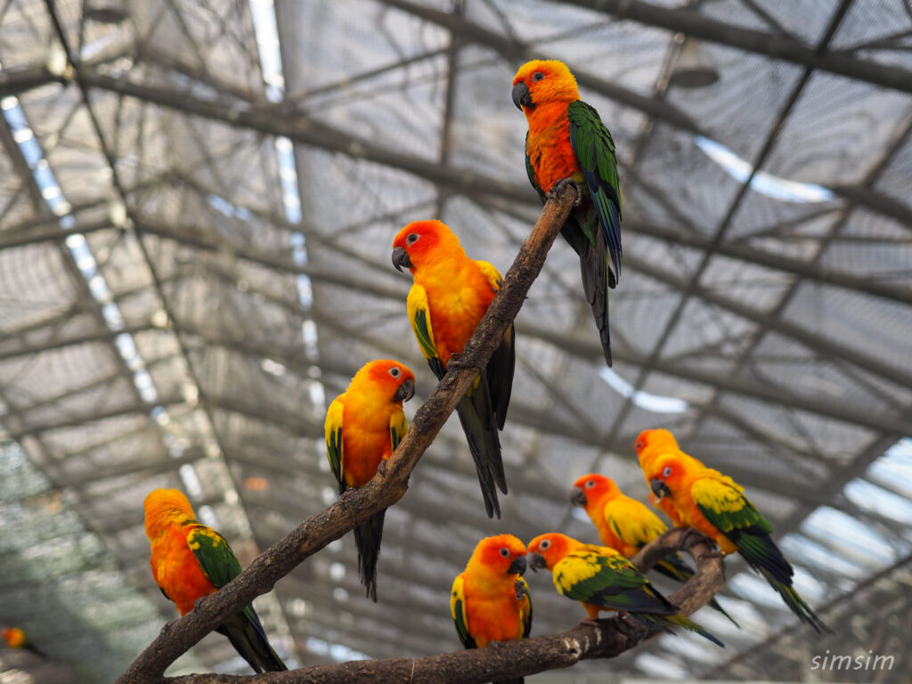 掛川花鳥園　コガネメキシコインコ