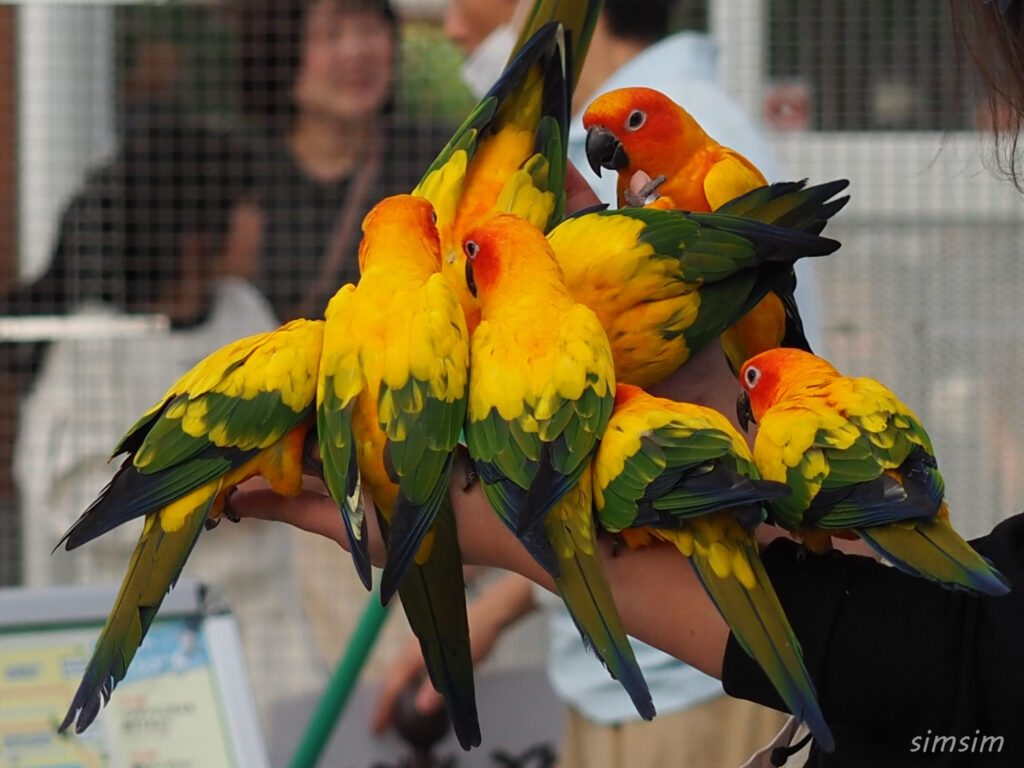 掛川花鳥園　コガネメキシコインコ