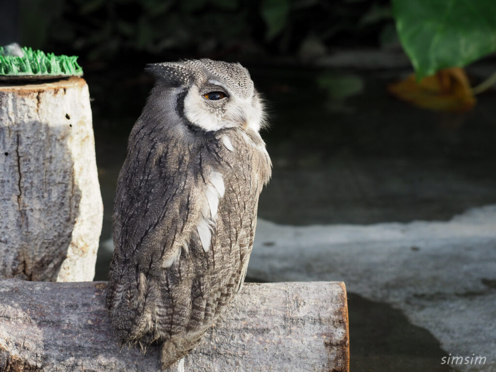 掛川花鳥園　アフリカオオコノハズク