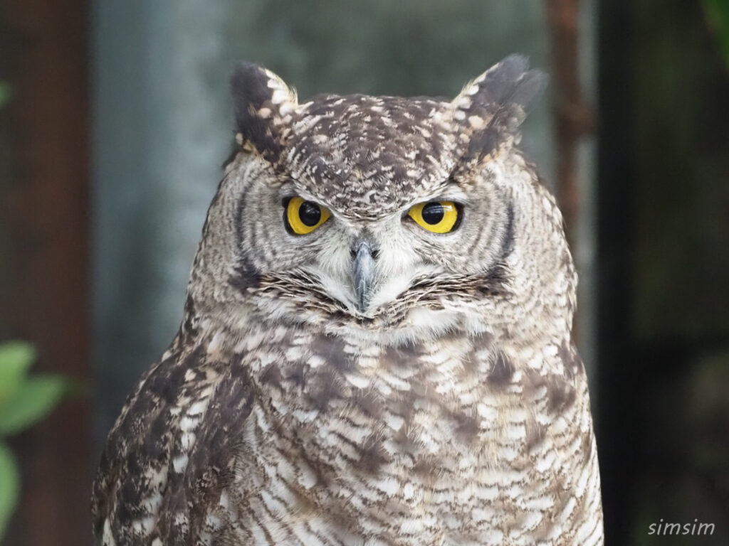 掛川花鳥園　アフリカワシミミズク