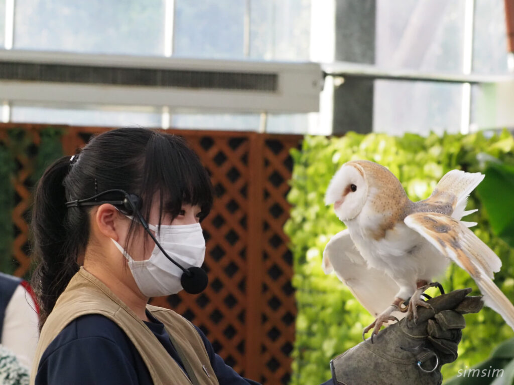 掛川花鳥園　メンフクロウ