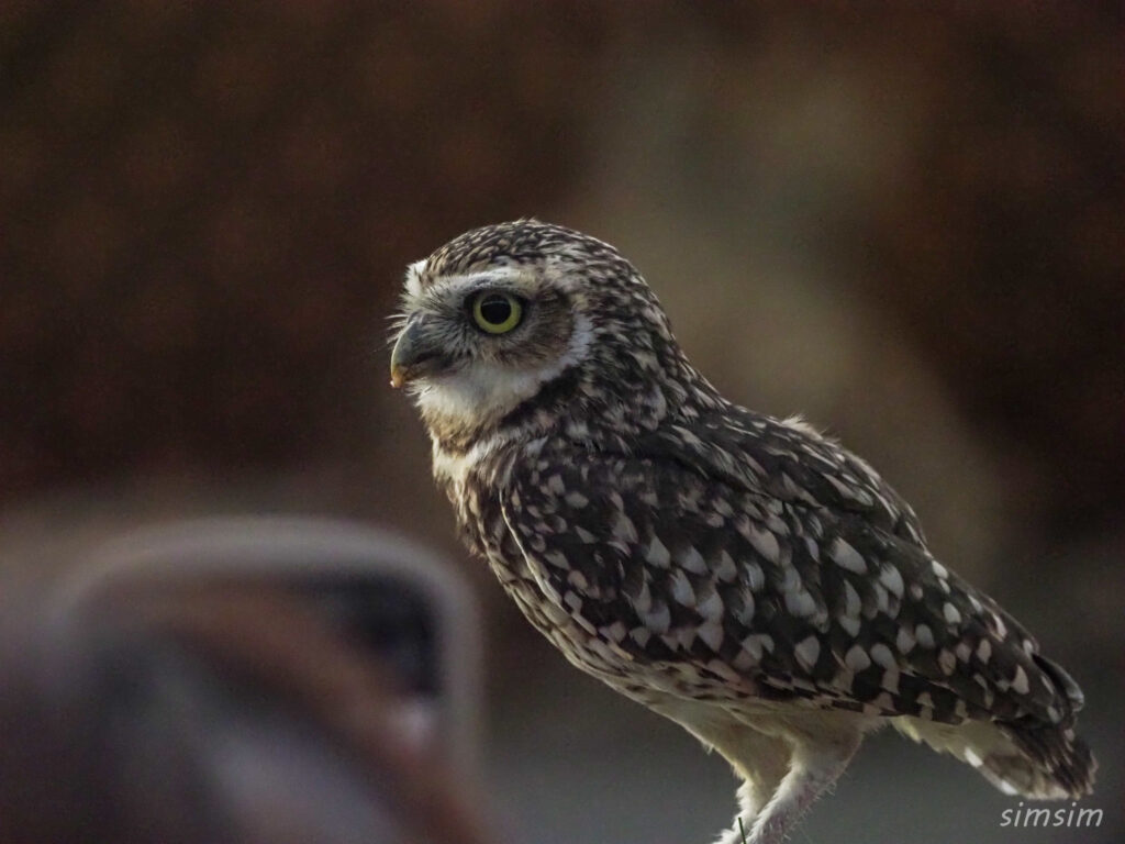 掛川花鳥園　アナホリフクロウ