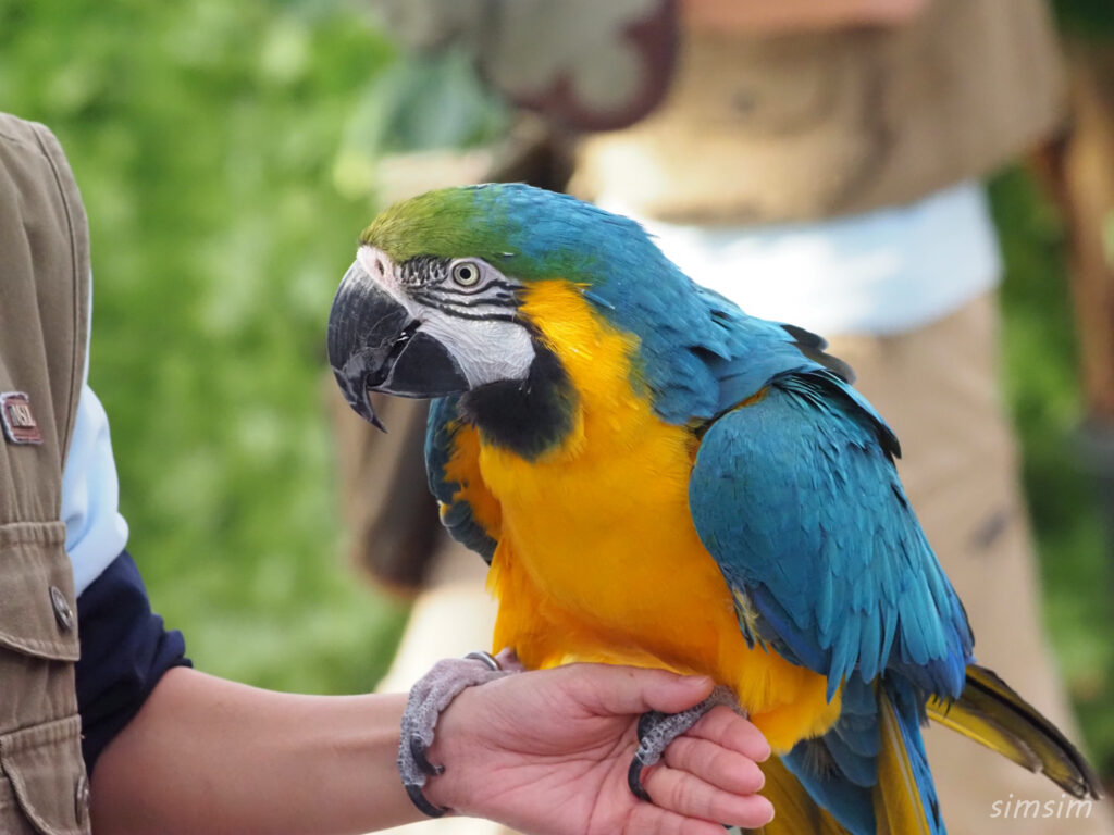 掛川花鳥園　ルリコンゴウインコ