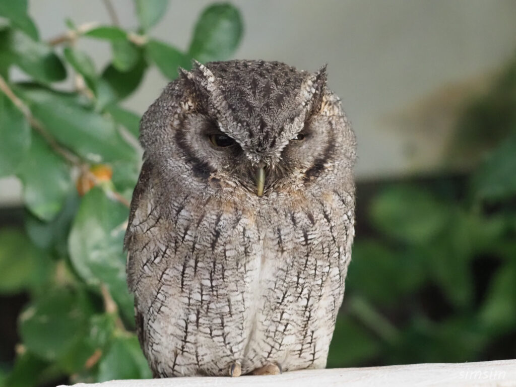 掛川花鳥園　アメリカオオコノハズク