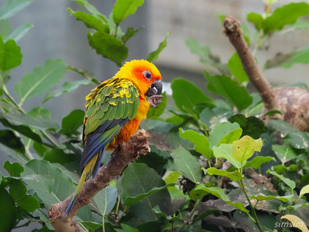 掛川花鳥園　コガネメキシコインコ