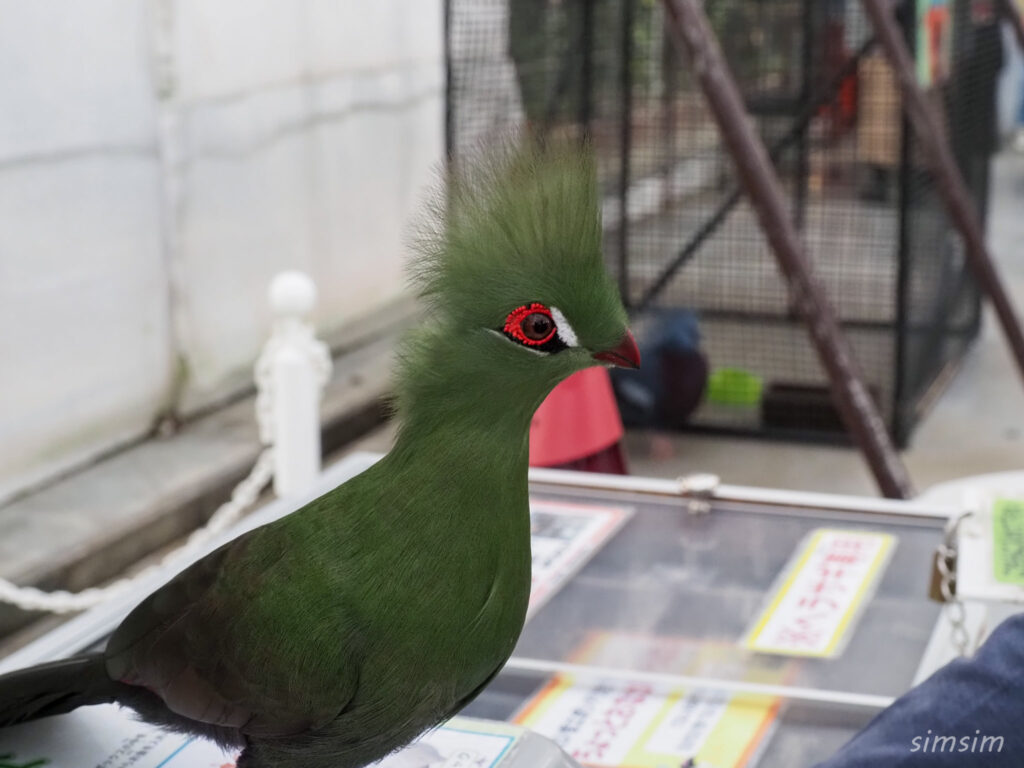 掛川花鳥園　ギニアエボシドリ