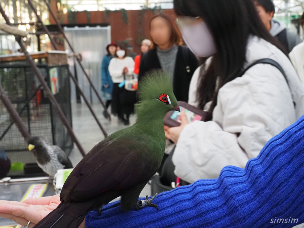 掛川花鳥園　ギニアエボシドリ