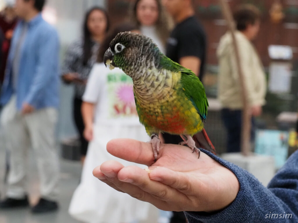 掛川花鳥園　ホオミドリアカオウロコインコ