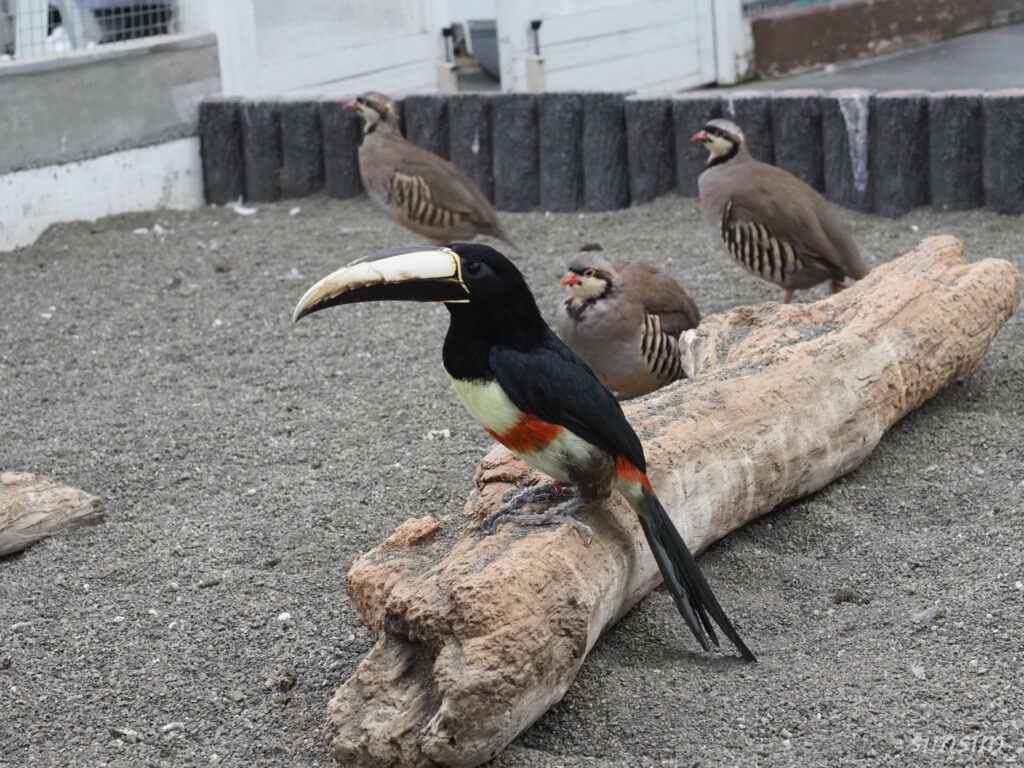 掛川花鳥園　アカオビチュウハシ