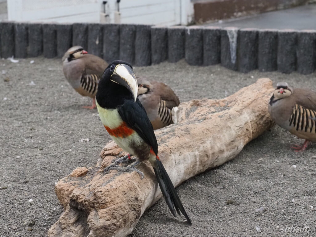 掛川花鳥園　アカオビチュウハシ