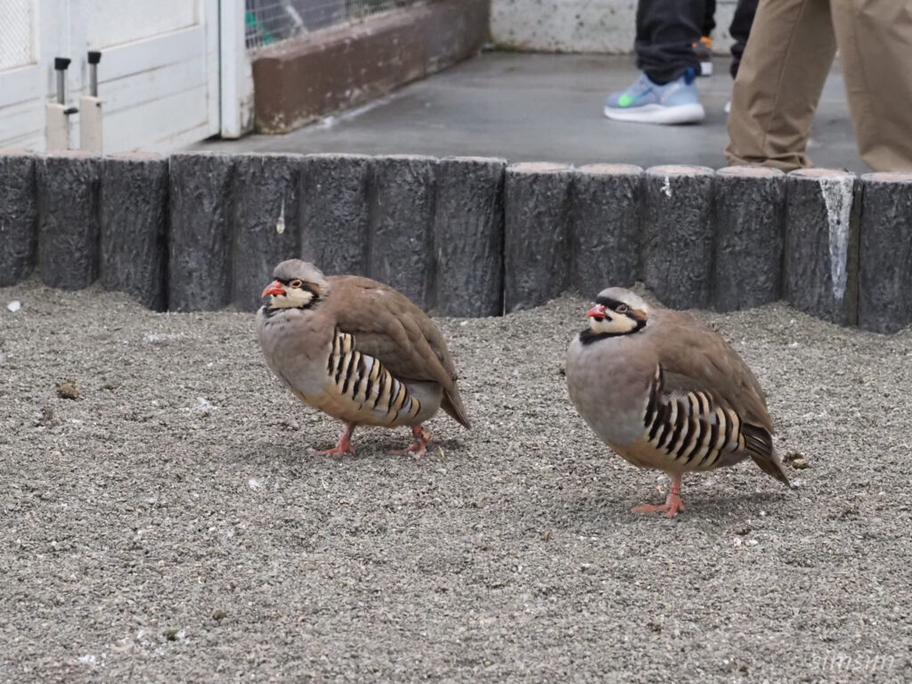 掛川花鳥園　イワシャコ