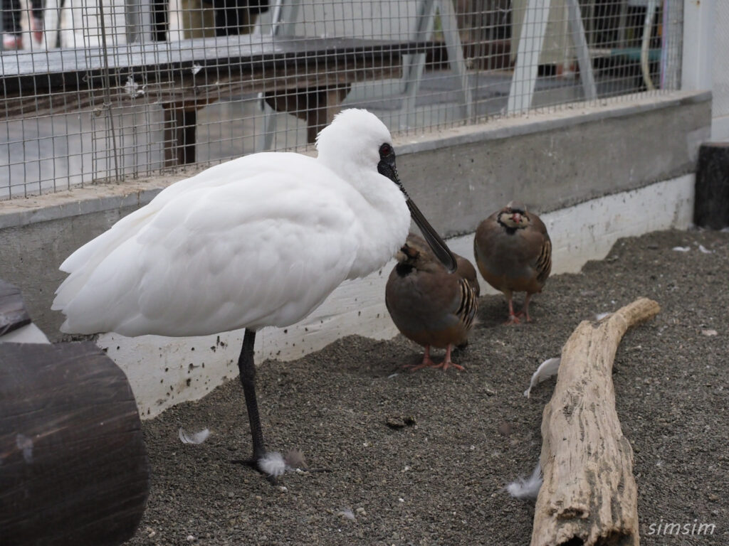 掛川花鳥園　クロヘラツラサギ