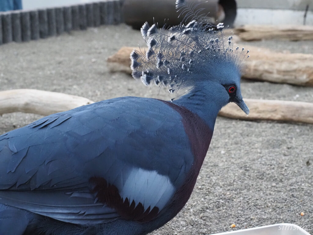 掛川花鳥園　オウギバト