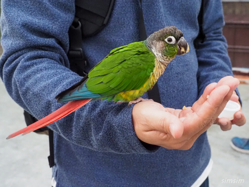 掛川花鳥園　ホオミドリアカオウロコインコ