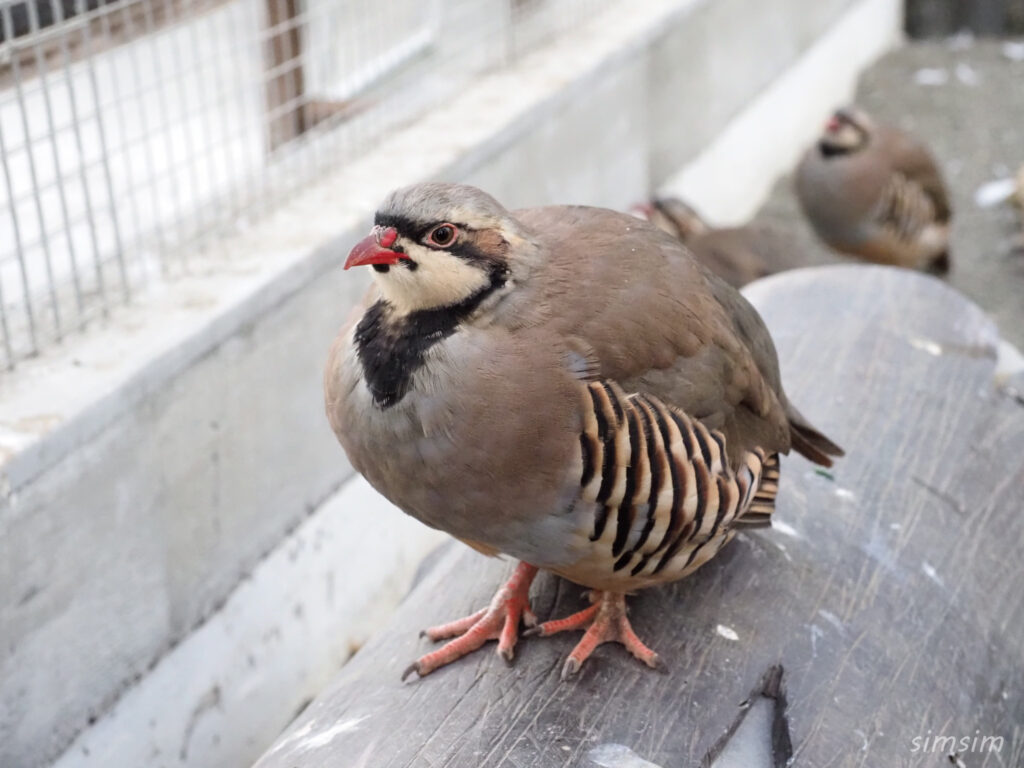 掛川花鳥園　イワシャコ