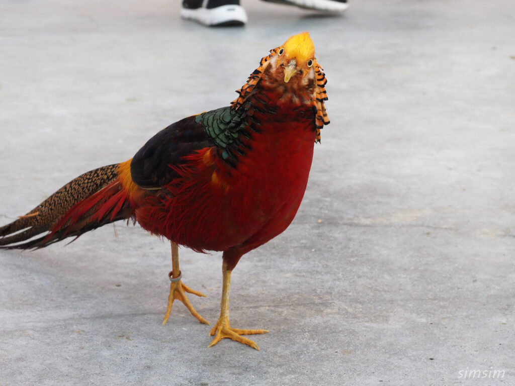 掛川花鳥園　キンケイ