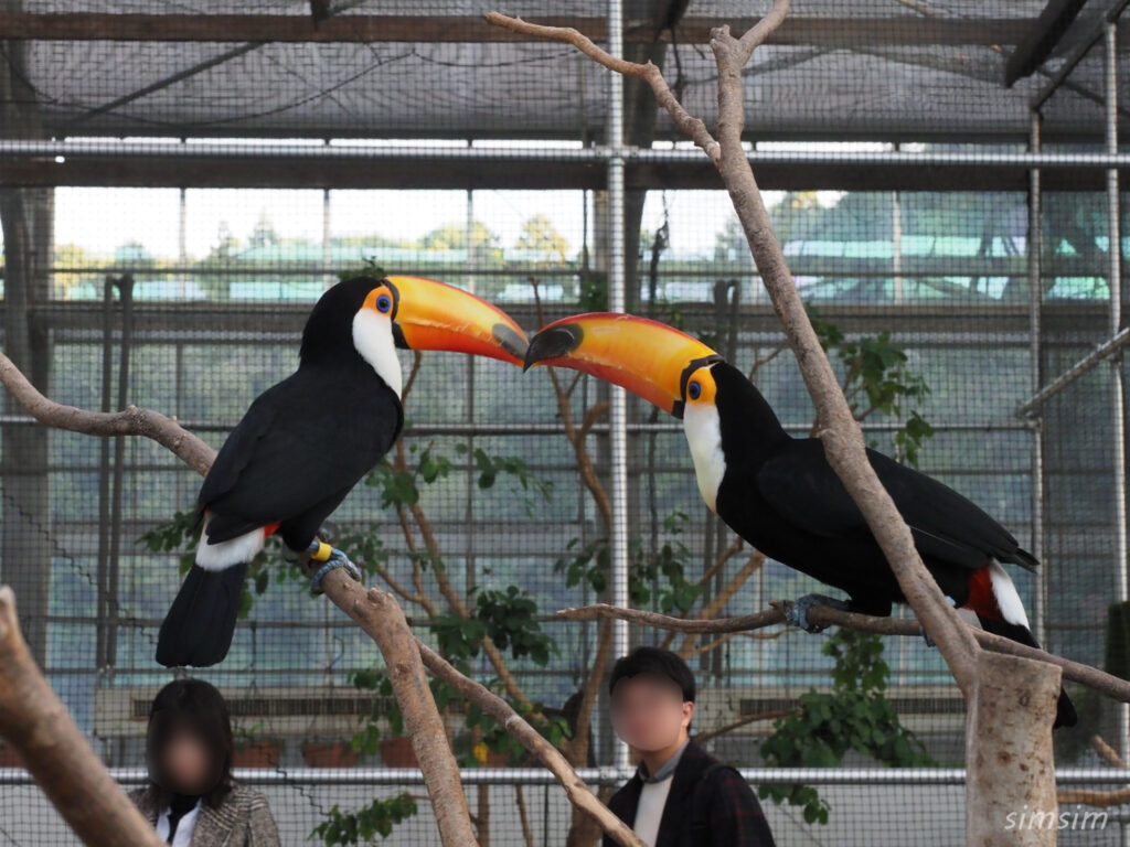 掛川花鳥園　オニオオハシ