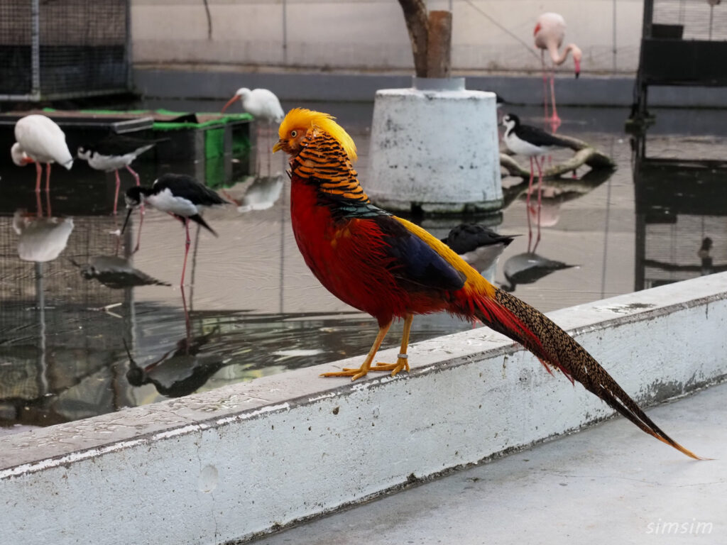 掛川花鳥園　キンケイ