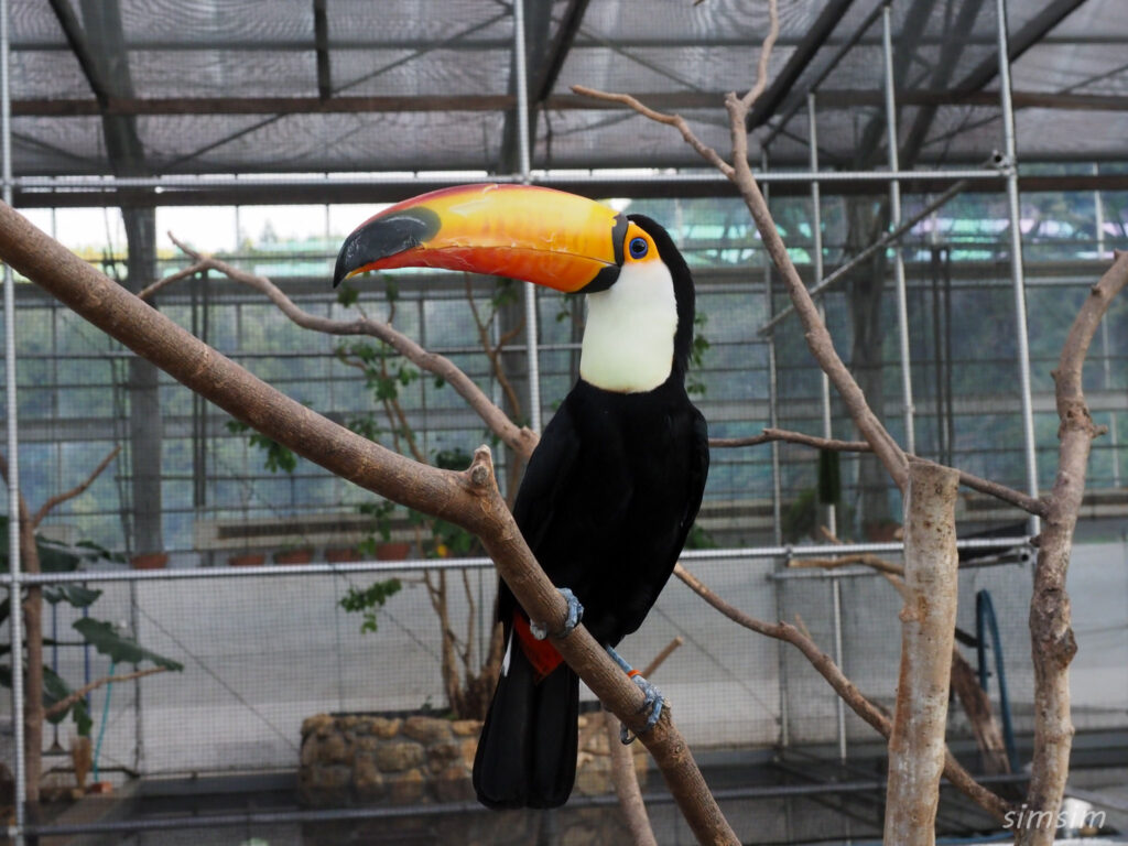 掛川花鳥園　オニオオハシ