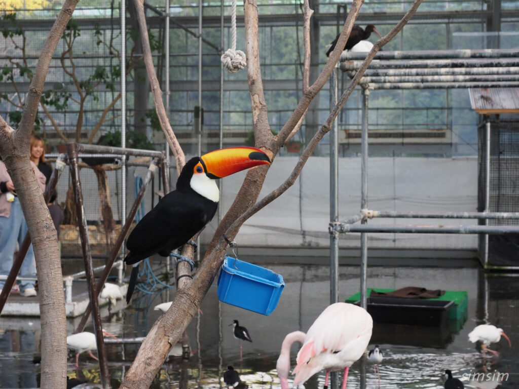 掛川花鳥園　キンケイ