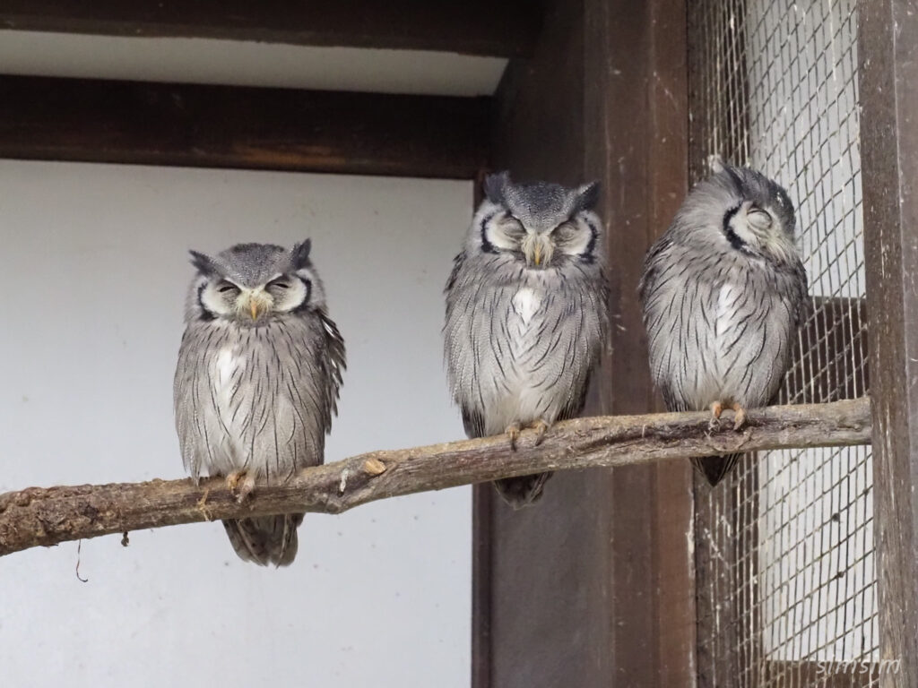 掛川花鳥園　アフリカオオコノハズク