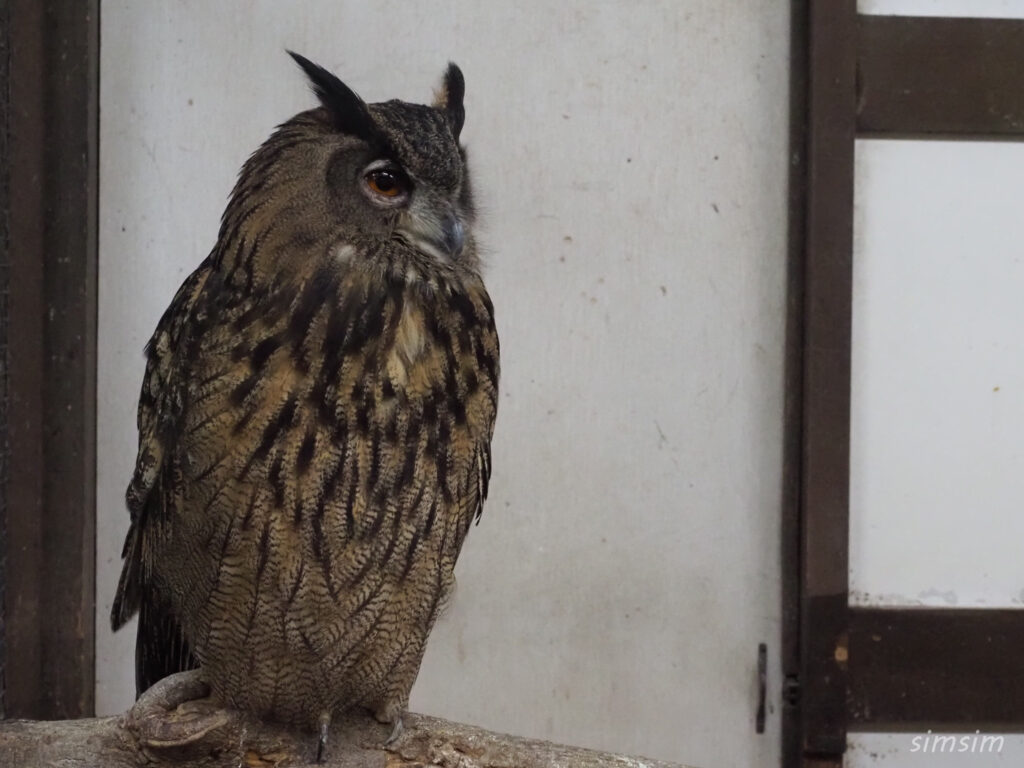 掛川花鳥園　ユーラシアワシミミズク