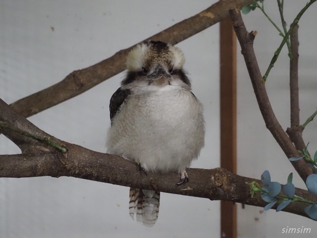 掛川花鳥園　ワライカワセミ