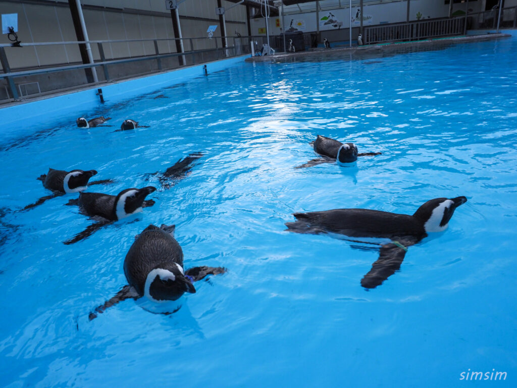 掛川花鳥園　ケープペンギン