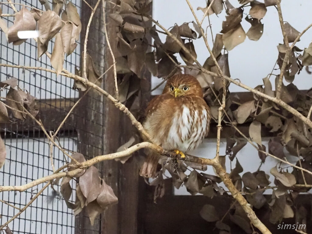 掛川花鳥園　アカスズメフクロウ